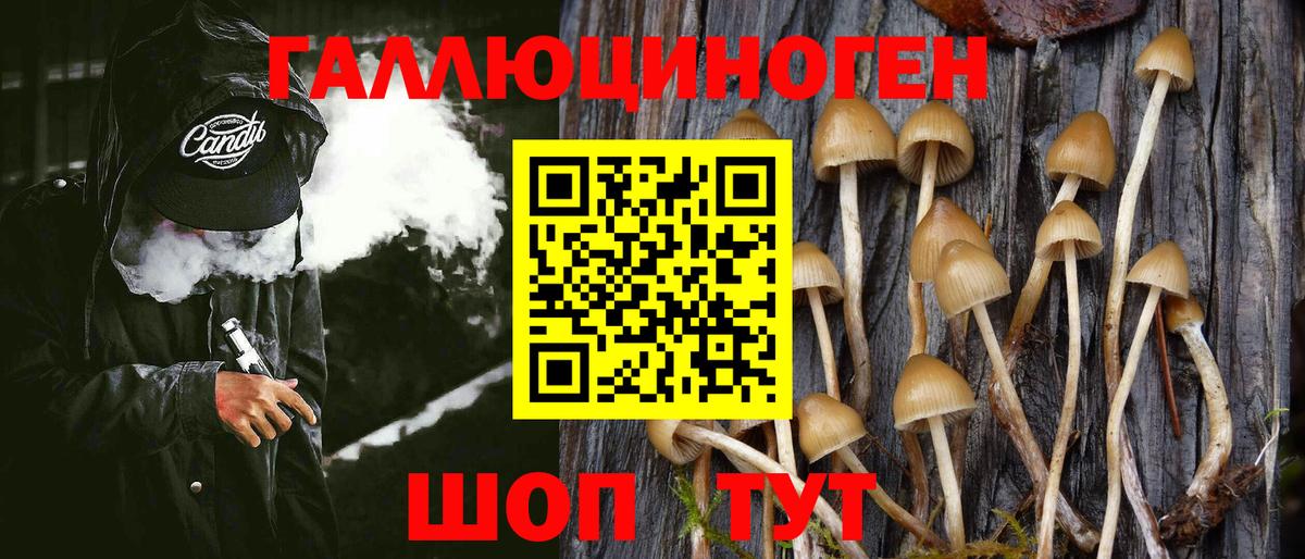 Майкоп  как найти наркотики  Вход с VPN  Псилоцибиновые грибы Psilocybe 